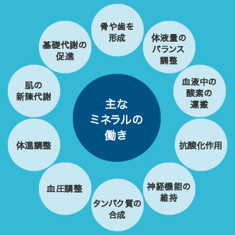 主なミネラルの働き
