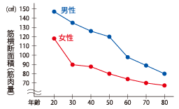 筋肉横断面積(筋肉量)