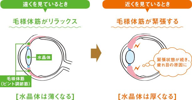 図1：目の仕組み 遠くを見ているとき 毛様体筋がリラックス 毛様体筋（ピント調節筋）水晶体 [水晶体は薄くなる] 近くを見ているとき 毛様体筋が緊張する 緊張状態が続き、疲れ目の原因に [水晶体は厚くなる]