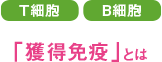 T細胞 B細胞