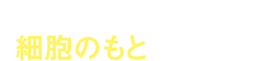 細胞のもとになる食品