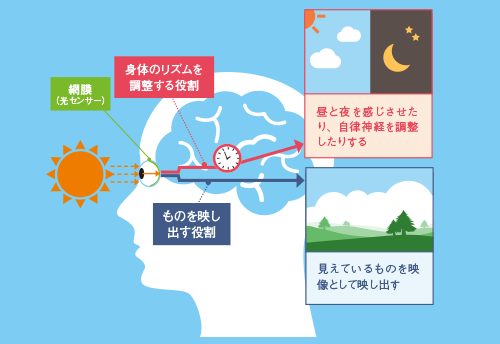 図1：光のふたつの役割
