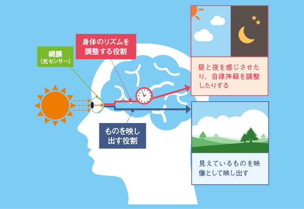 図1：光のふたつの役割