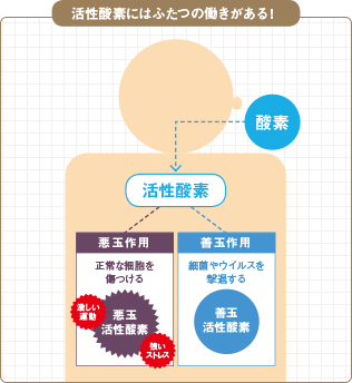 活性酵素にはふたつの働きがある！