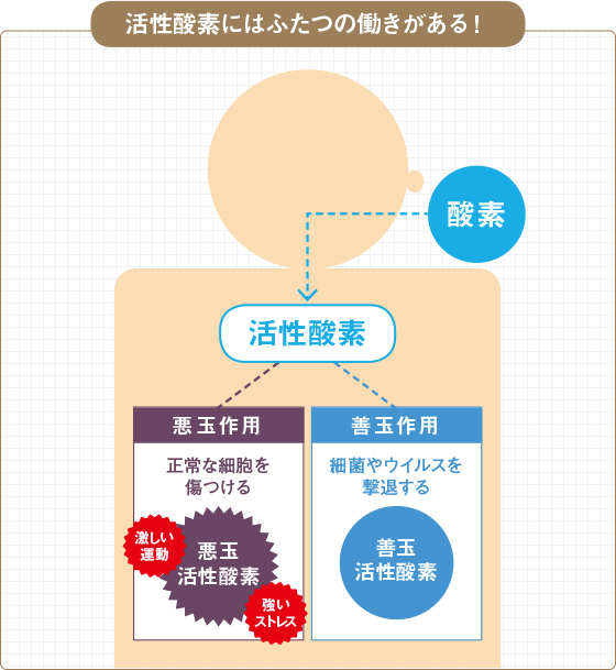 活性酵素にはふたつの働きがある！