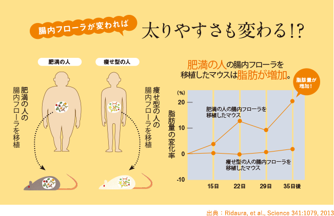 腸内フローラが変われば太りやすさも変わる！？