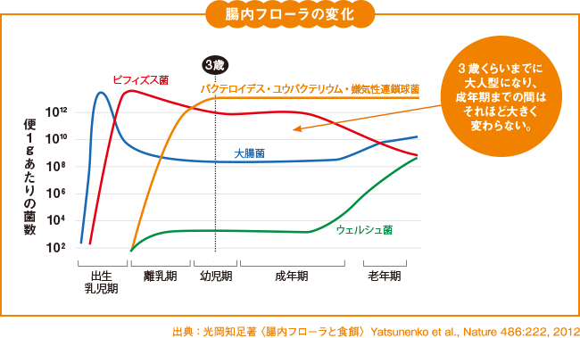 腸内フローラの変化 3歳くらいまでに大人型になり、成長期までの間はそれほど大きく変わらない。