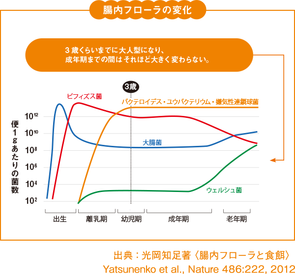 腸内フローラの変化 3歳くらいまでに大人型になり、成長期までの間はそれほど大きく変わらない。