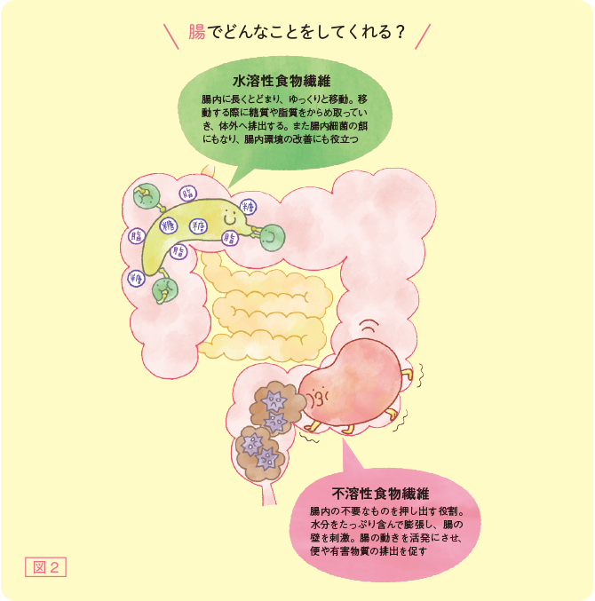図2　腸でどんなことをしてくれる？　水溶性食物繊維　腸内に長くとどまり、ゆっくりと移動。移動する際に糖質や脂質をからめ取っていき、体外へ排出する。また腸内細菌の餌にもなり、腸内環境の改善にも役立つ　不溶性食物繊維　腸内の不要なものを押し出す役割。水分をたっぷり含んで膨張し、腸の壁を刺激。腸の動きを活発にさせ、便や有害部室の排出を促す