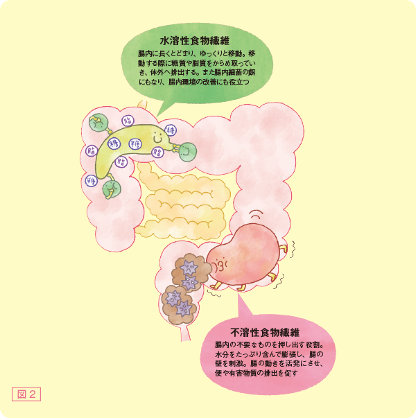 図2　腸でどんなことをしてくれる？　水溶性食物繊維　腸内に長くとどまり、ゆっくりと移動。移動する際に糖質や脂質をからめ取っていき、体外へ排出する。また腸内細菌の餌にもなり、腸内環境の改善にも役立つ　不溶性食物繊維　腸内の不要なものを押し出す役割。水分をたっぷり含んで膨張し、腸の壁を刺激。腸の動きを活発にさせ、便や有害部室の排出を促す