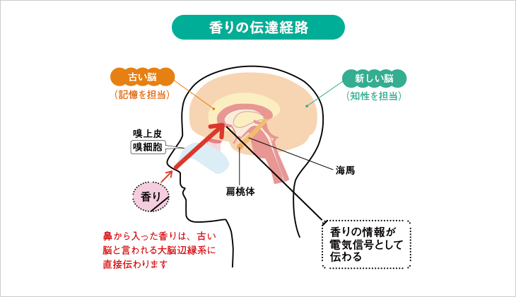 香りの伝達経路
