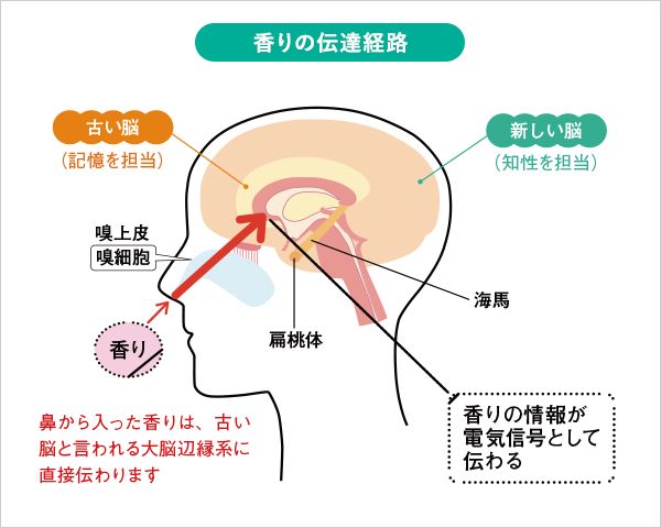 香りの伝達経路