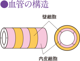 血管の構造