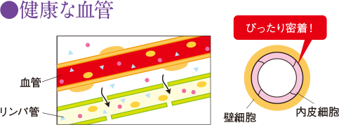 健康な血管