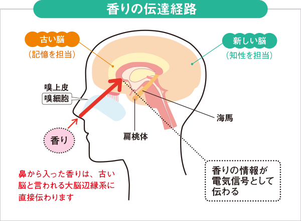 香りの伝達経路