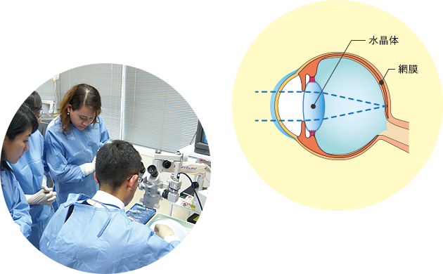 水晶体　網膜