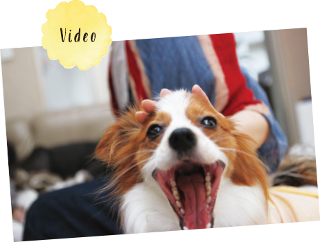 「PECO TV公式」で検索