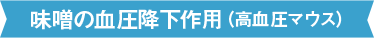 味噌の血圧降下作用（高血圧マウス）