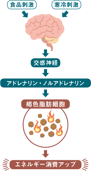 褐色脂肪細胞が脂肪を燃焼する仕組み 食品刺激 寒冷刺激 交感神経 アドレナリン・ノルアドレナリン 褐色脂肪細胞 エネルギー消費アップ