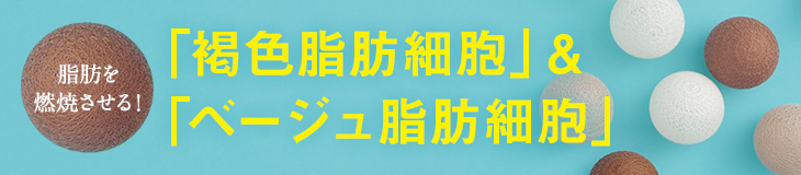 "脂肪を減少させる！"「褐色脂肪細胞」&「ベーシュ脂肪細胞」