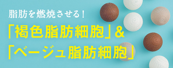 "脂肪を減少させる！"「褐色脂肪細胞」&「ベーシュ脂肪細胞」