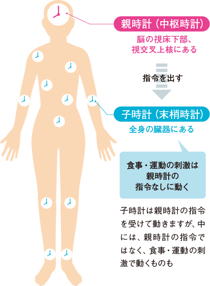 親時計（中枢時計）脳の視床下部、視交叉上核にある。 指令を出す　子時計（末梢時計）全身の臓器にある 食事・運動の刺激は親時計の指令なしに動く　子時計は親時計の指令を受けて動きますが、中には、親時計の指令ではなく、食事・運動の刺激で動くものも