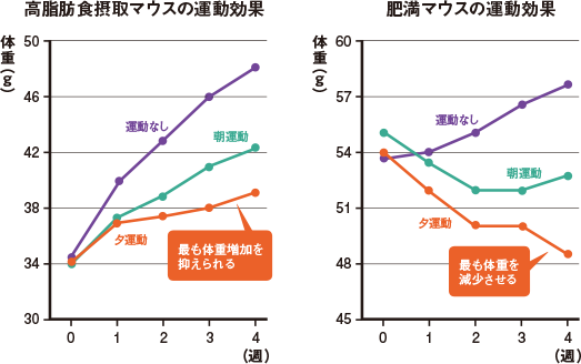 夕方の運動は、最も高いダイエット効果が！