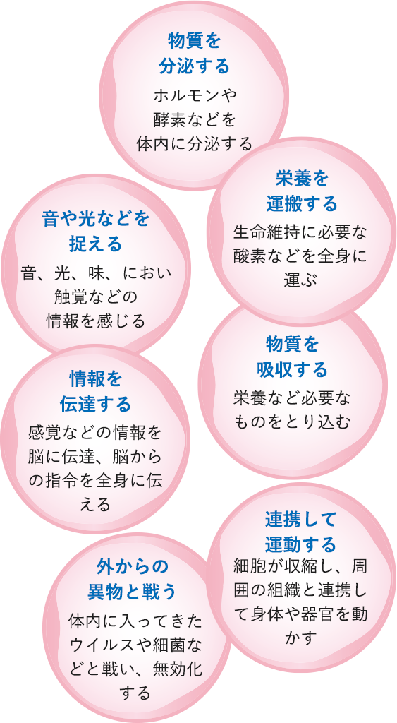 細胞の主な働き