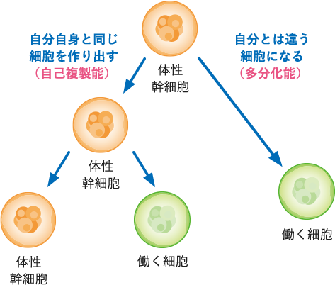 体性幹細胞ができること