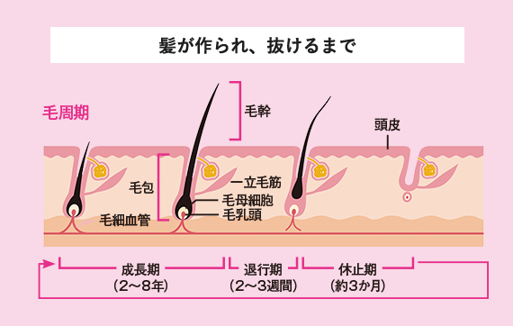 髪が作られ、抜けるまで