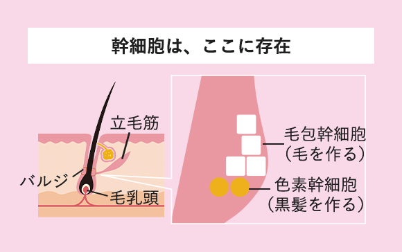 幹細胞は、ここに存在