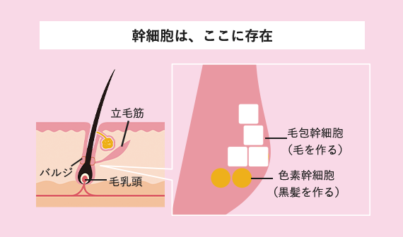 幹細胞は、ここに存在