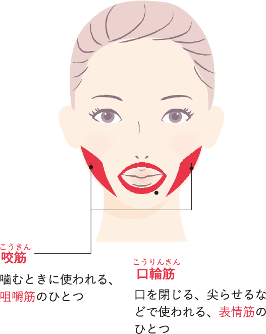 咬筋と口輪筋の違い