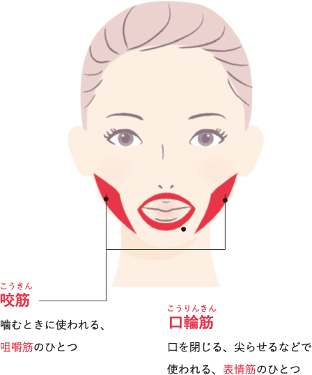 咬筋と口輪筋の違い