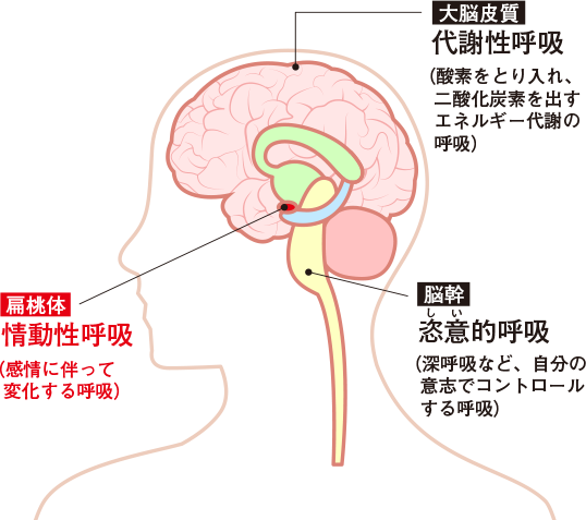 呼吸のリズムを生む中枢は感情を生む扁桃体にも。
