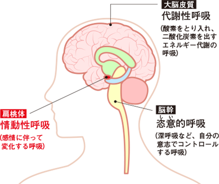 呼吸のリズムを生む中枢は感情を生む扁桃体にも。