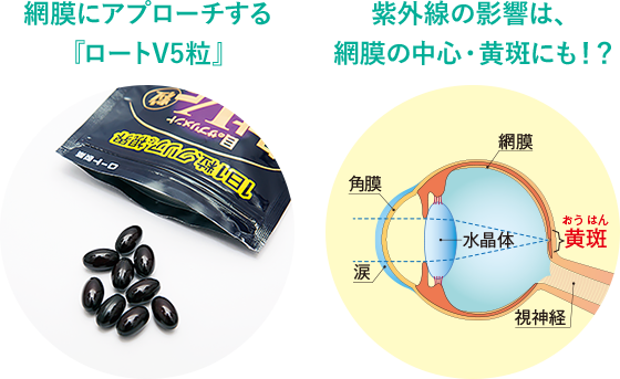 網膜にアプローチする『ロートV5粒』紫外線の影響は、網膜の中心・黄斑にも！？