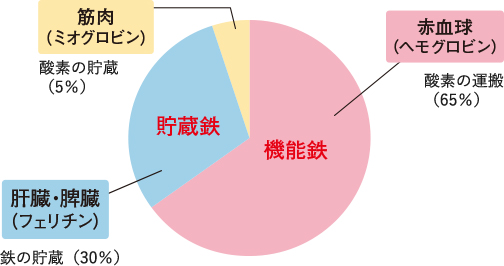 鉄の存在部位と、その働き