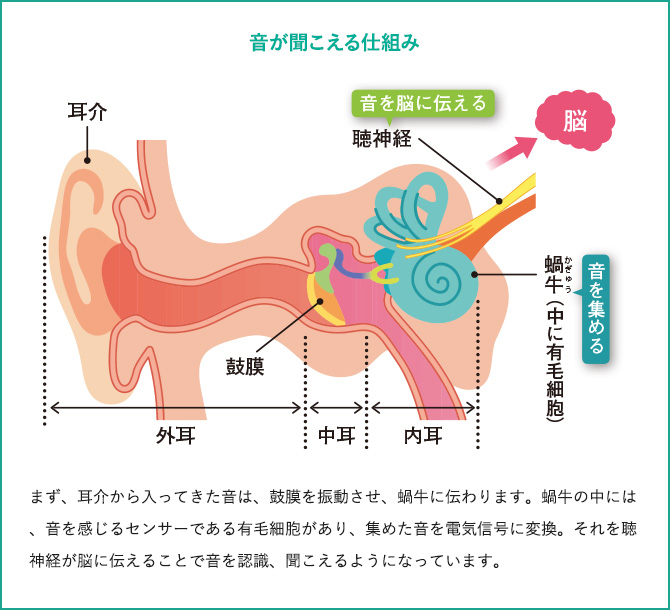 音が聞こえる仕組み