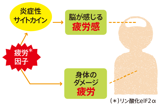 疲労感と疲労は、別のもの！