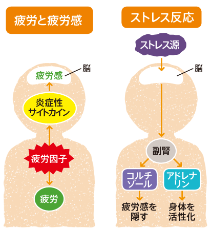 疲労とストレスの違い