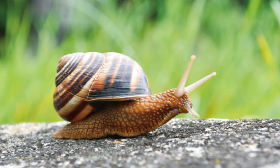 かたつむり