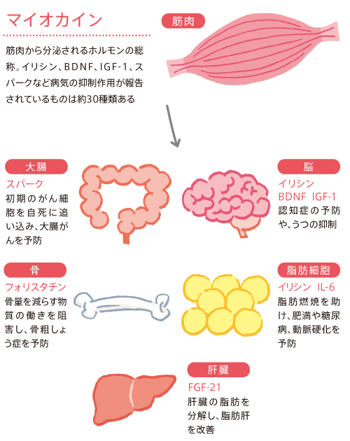 筋肉から分泌されるマイオカイン