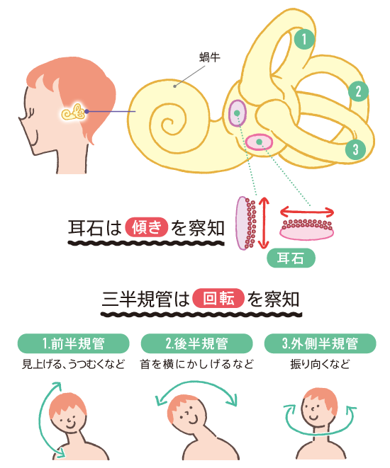 三半規管と耳石