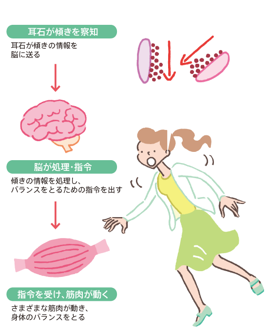 耳石が動くことで筋肉も動く!