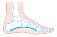 外側の縦アーチ