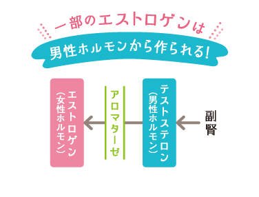 一部のエストロゲンは男性ホルモンから作られる