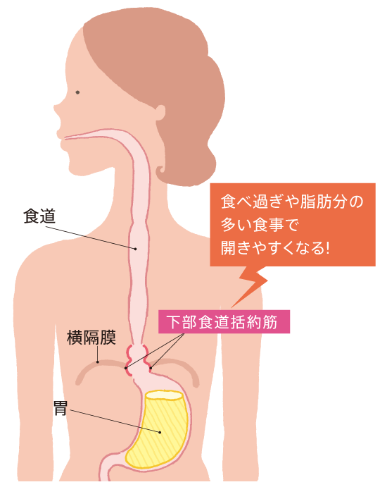 下部食道括約筋