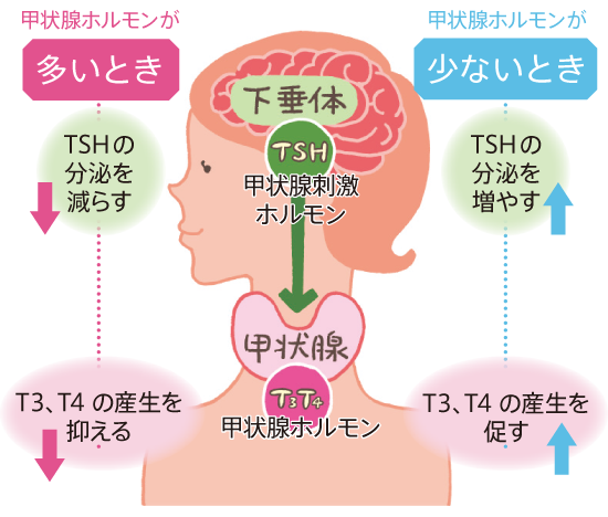 甲状腺ホルモン