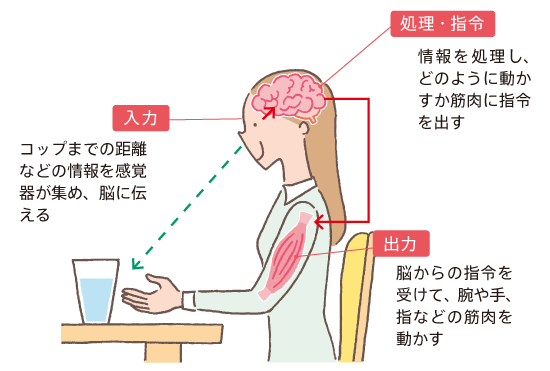 コップをつかむまでの一連の動作
